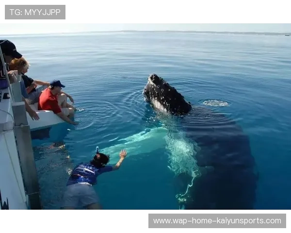 冲浪比赛突然跳出海豚,选手与海豚同框成奇景 冲浪比赛突然跳出海豚,选手与海豚同框成奇景